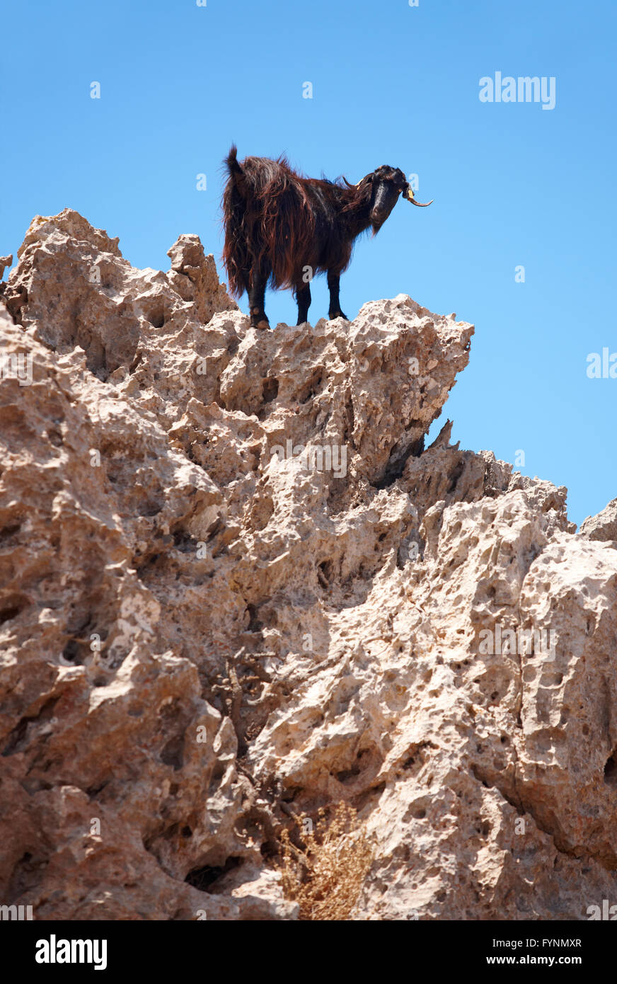 Schwarze Ziege in einem Felsen. Kreta. Griechenland. Vertikal Stockfoto