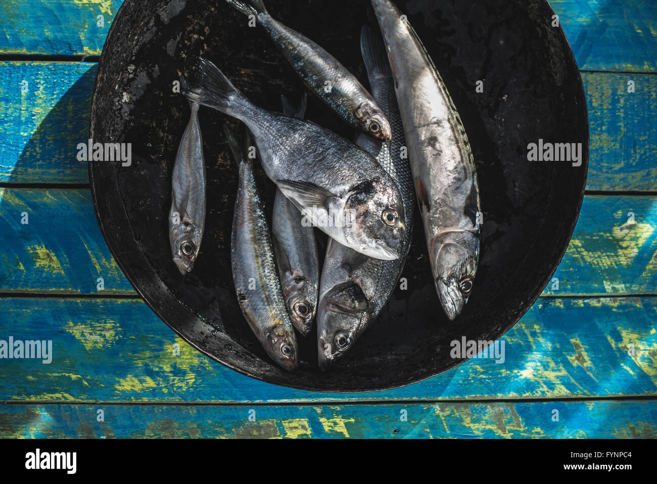 Roher Fisch. Goldbrasse, Seebarsch, Makrelen und Sardinen. Blauem Hintergrund aus Holz Stockfoto