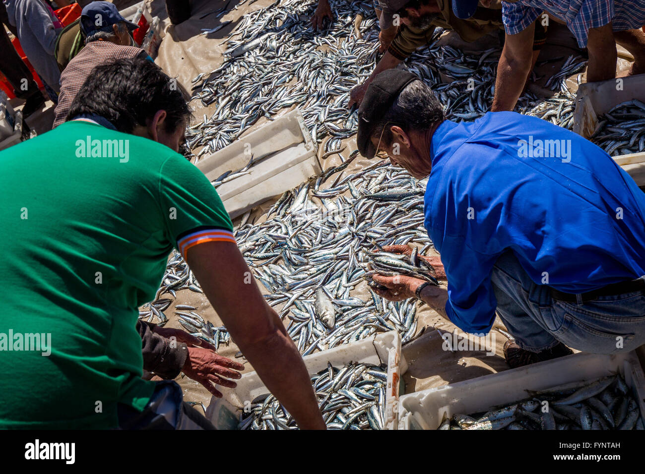 Lokale Fischer sortieren ihren Fang von Fischen auf Furadouro Strand, Portugal. Es ist der erste Fang von 2016. Stockfoto