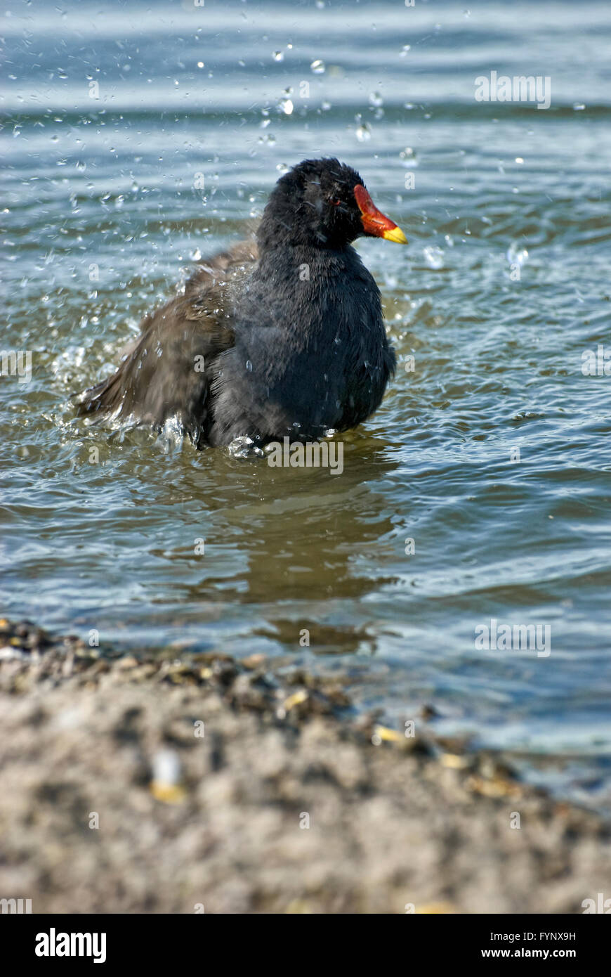 Gemeinsamen Teichhuhn Vogel Baden Stockfoto