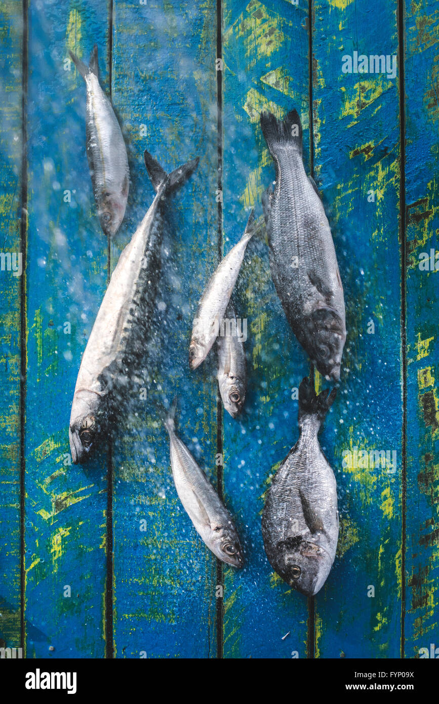 Waschen Sie Fisch. Goldbrasse, Seebarsch, Makrelen und Sardinen. Bulgarien, Plovdiv Stockfoto