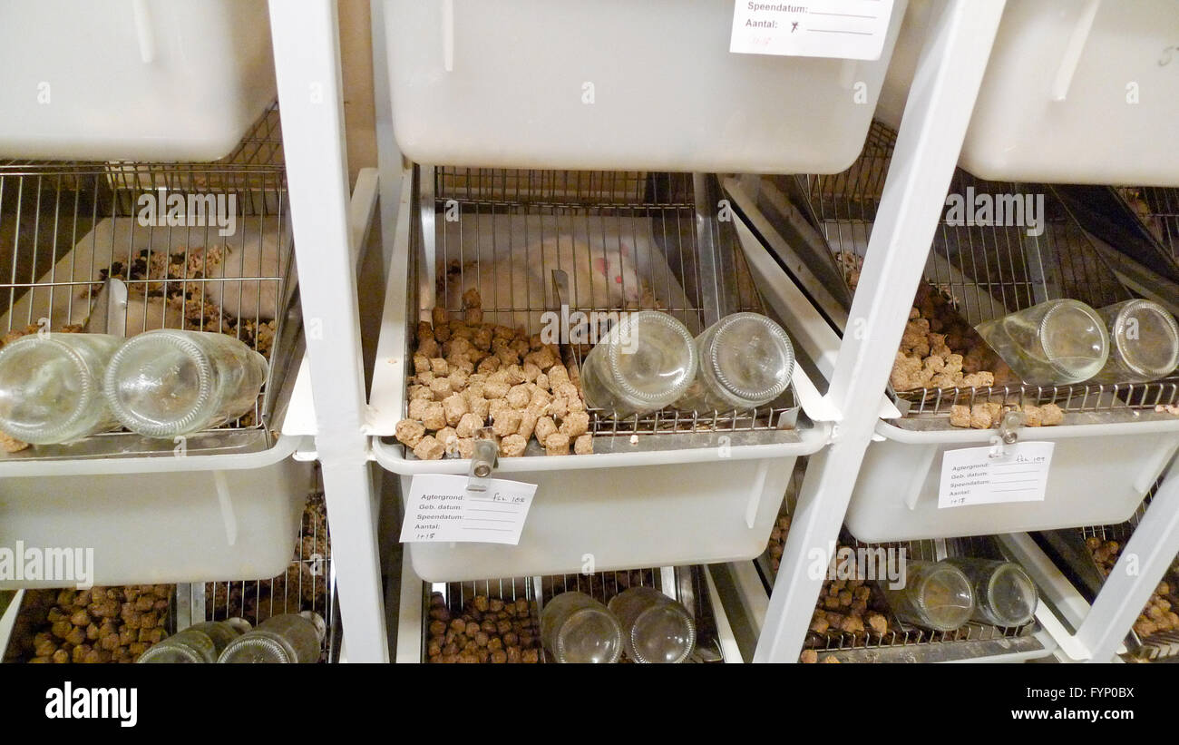 Labor-Ratten in Käfigen an Forschungseinrichtung Stockfoto