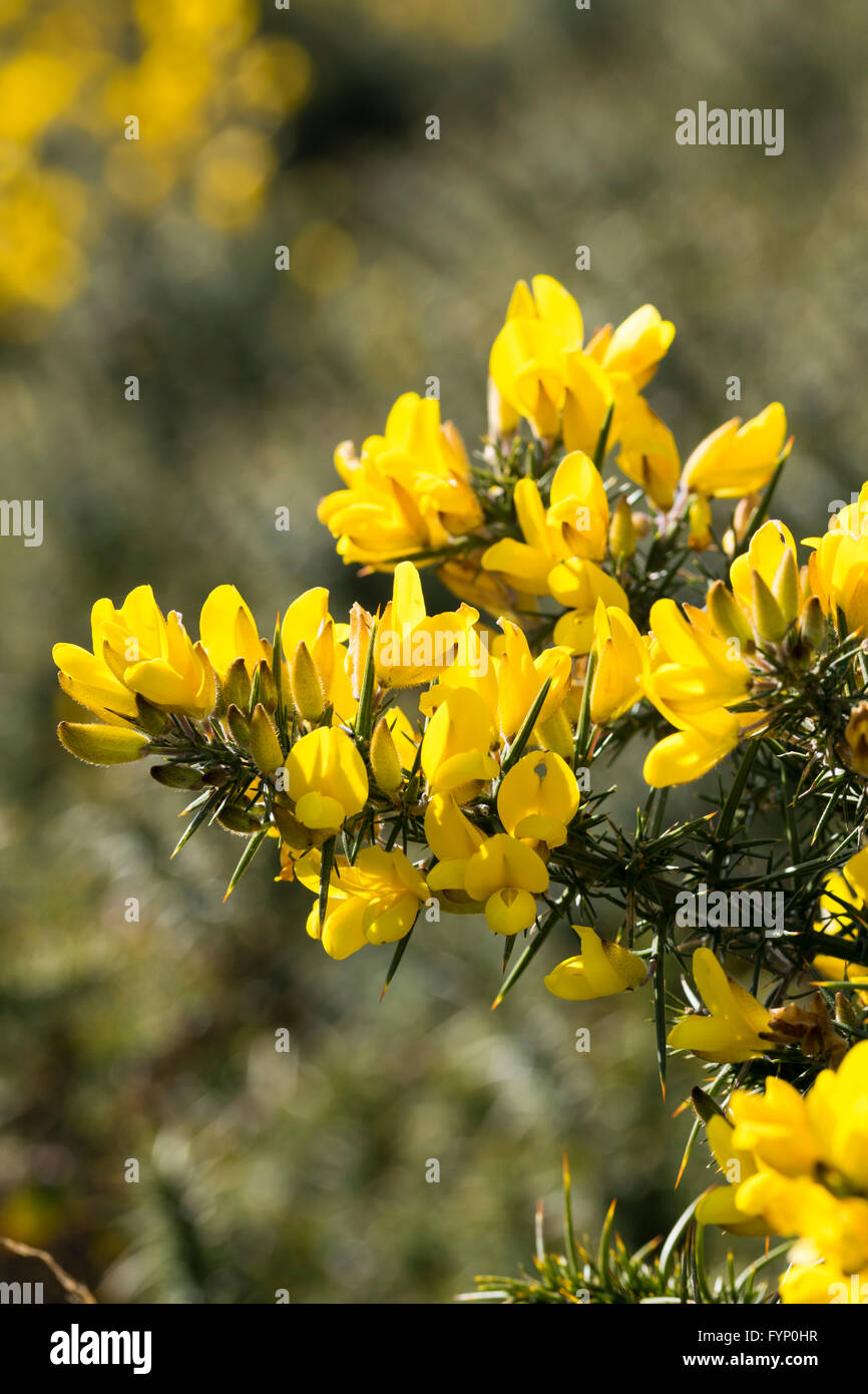 Ginster Ulex Europaeus wachsen auf den Hügeln von Nord-Wales im März blühen. Stockfoto