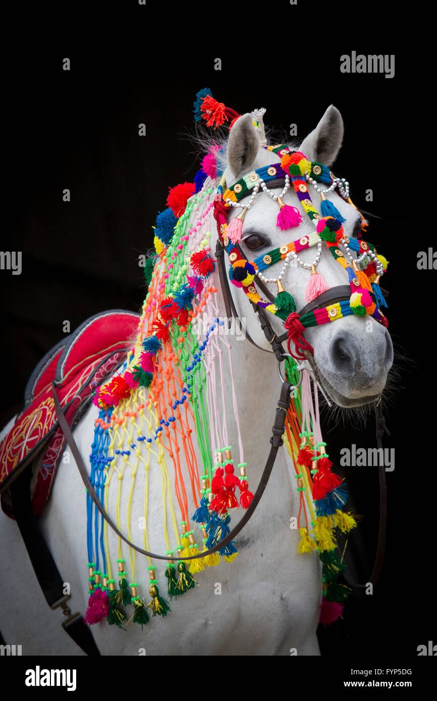 Deutsche Pony reiten. Aufwendig verziert grau Erwachsener, sah aus wie ein Marwari Pferd. Deutschland Stockfoto