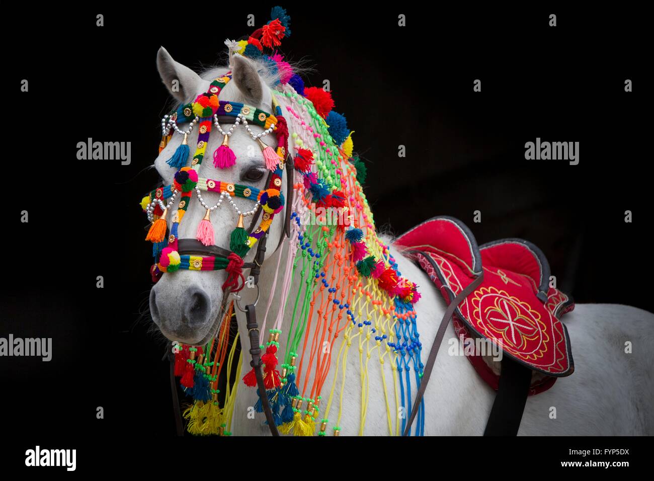 Deutsche Pony reiten. Aufwendig verziert grau Erwachsener, sah aus wie ein Marwari Pferd. Deutschland Stockfoto