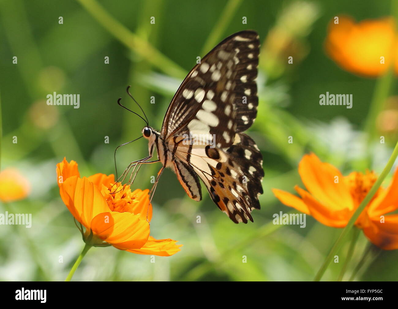 Gemeinsamen Kalk Schmetterling Papilio Demoleus auf Kosmos Blume. Auch bekannt als Zitrone Schmetterling, Kalk Schwalbenschwanz oder Zitrusfrüchten Schwalbenschwanz Stockfoto