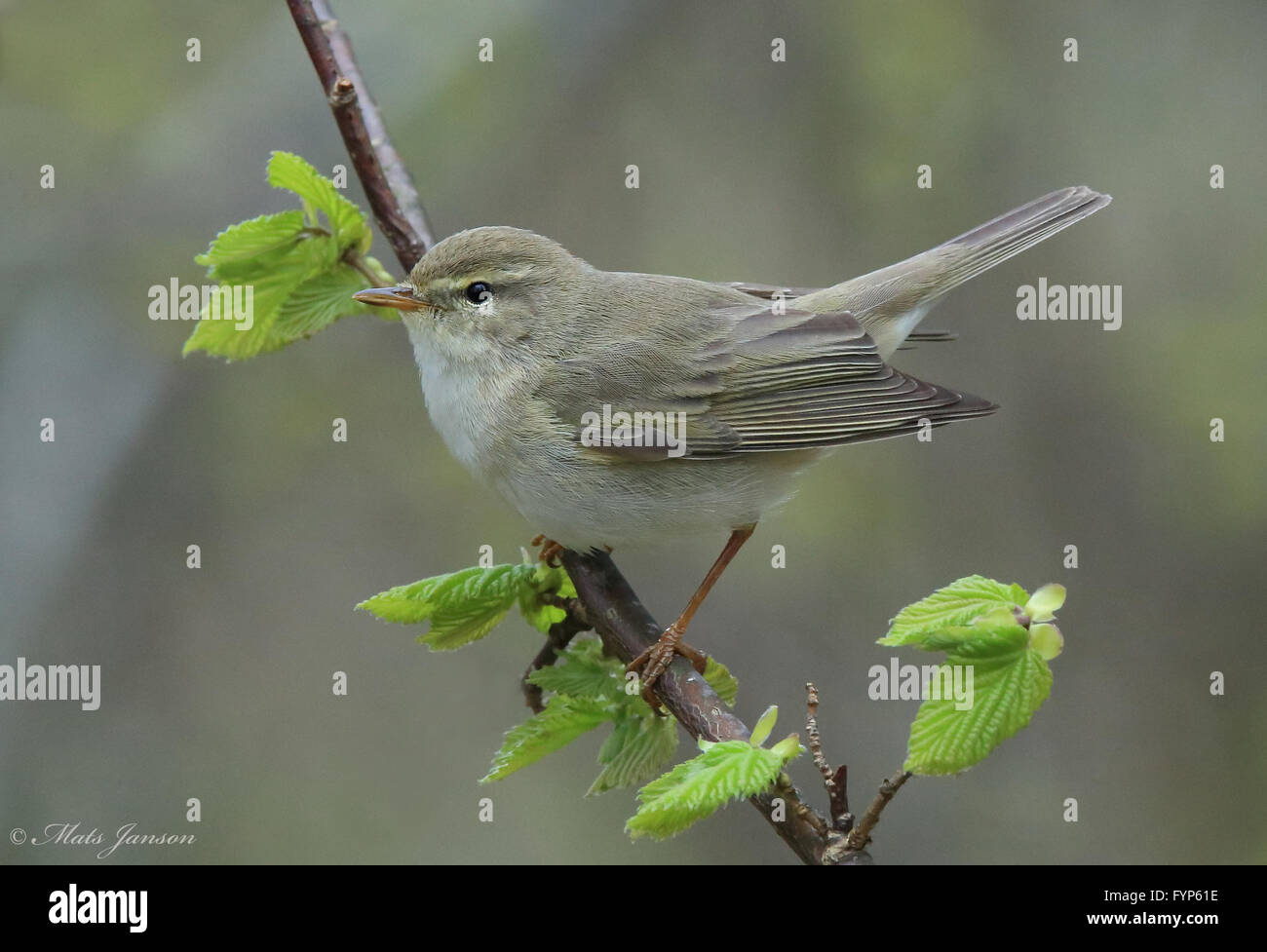 Weidenwaldsänger/ Vogel im Blattkeim / Birkenblätter Stockfoto