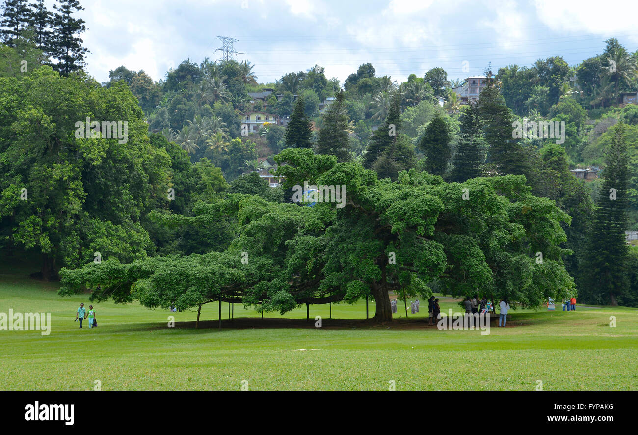 Birkenfeige (Ficus Benjamina), Royal Botanical Gardens, Peradeniya, Kandy, Sri Lanka Stockfoto