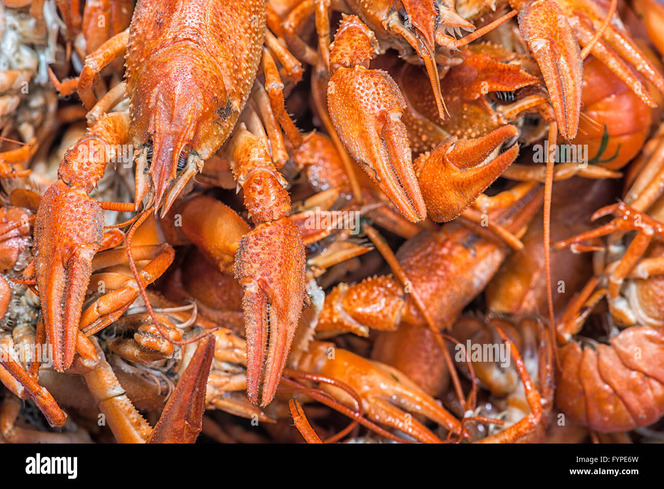 Viele rote Hummer zu verkaufen Stockfoto