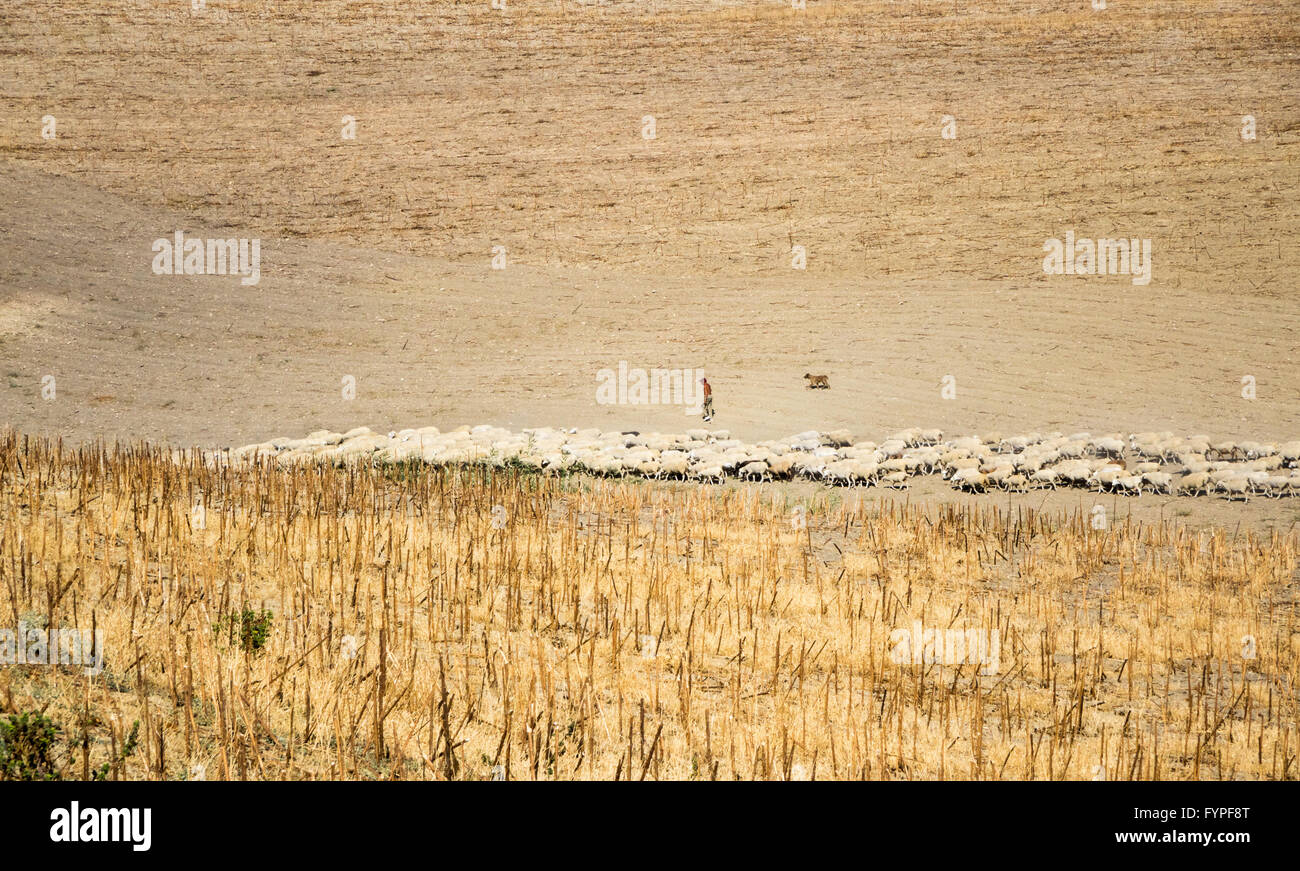 Hirte Bauer und Hund führen Schafe in staubigen Feld Stockfoto