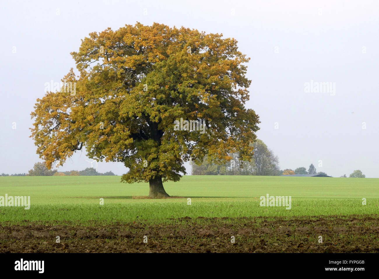 alte Eiche in Norddeutschland Stockfoto