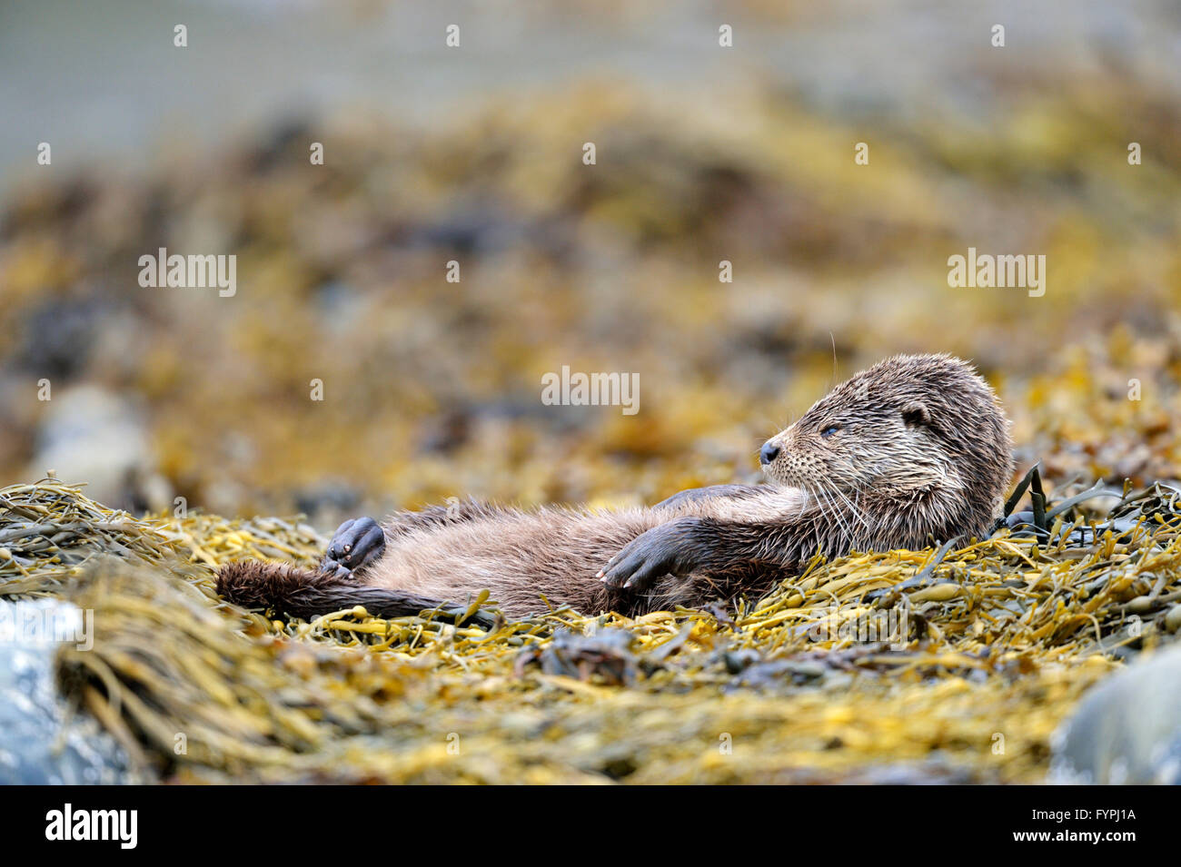 Holzaufkommens Otter (Lutra Lutra) schlafen auf Algen. Isle of Mull, Schottland, Vereinigtes Königreich Stockfoto