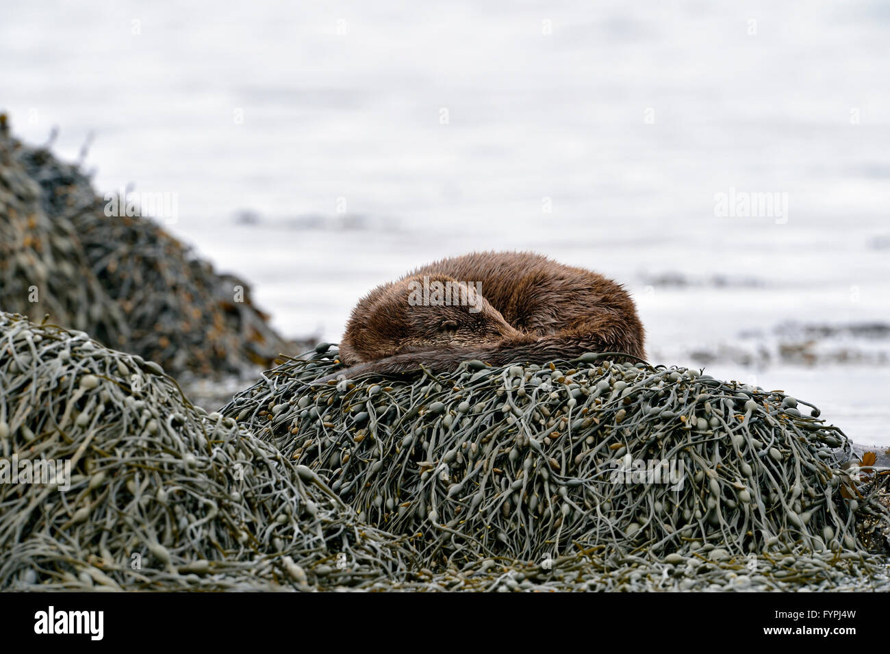 Holzaufkommens Otter (Lutra Lutra) schlafen auf Algen. Isle of Mull, Schottland, Vereinigtes Königreich Stockfoto