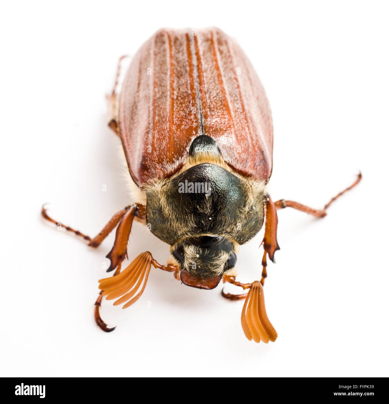 Maikäfer Insekt Käfer Stockfoto
