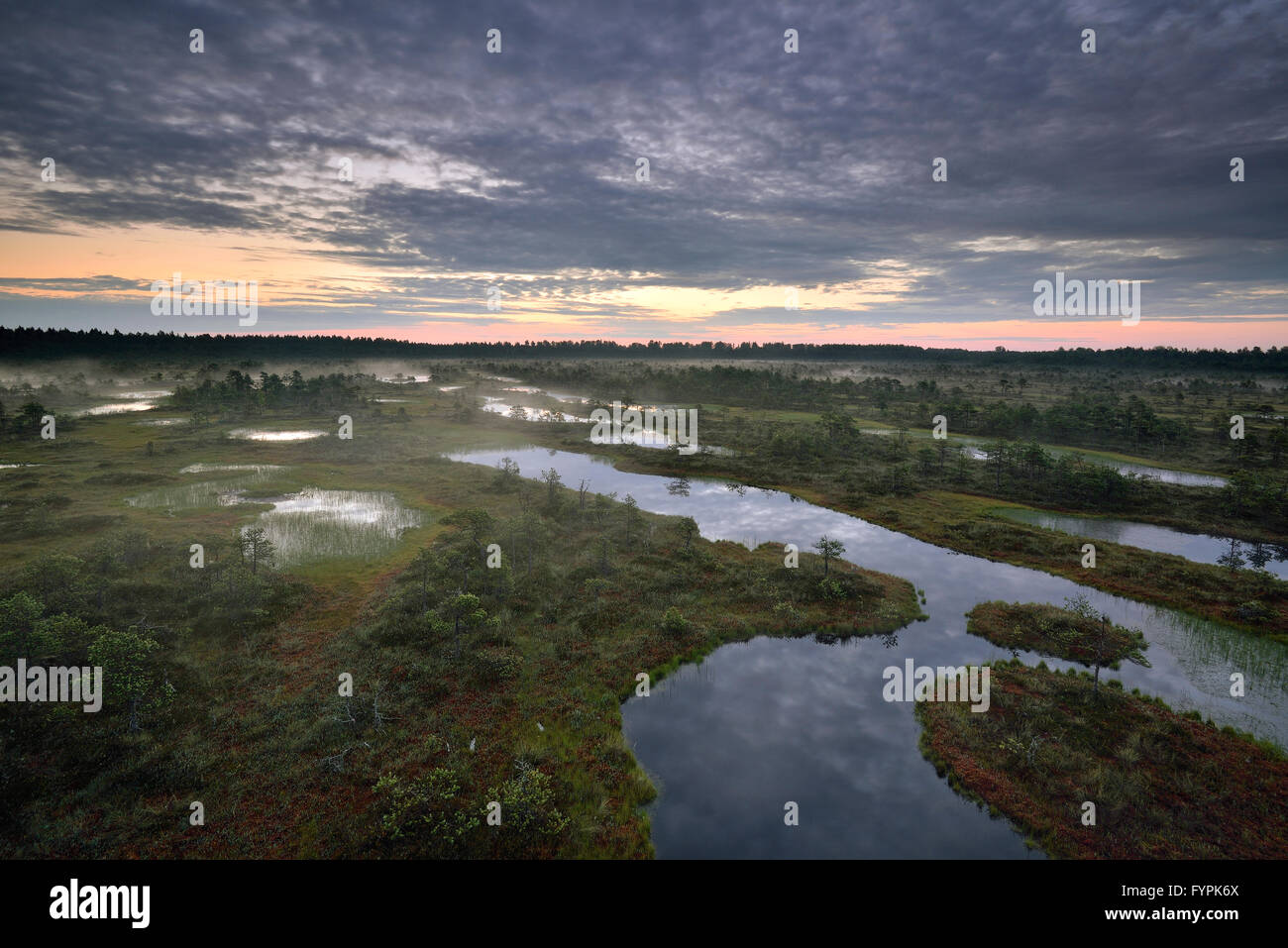 Sommermorgen im Sumpf im Naturschutzgebiet Endla Stockfoto