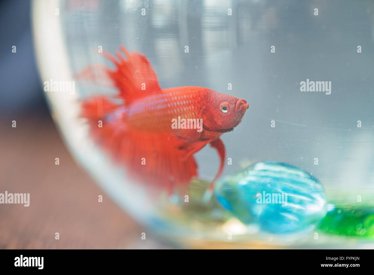 Rote kleine Fische im aquarium Stockfoto