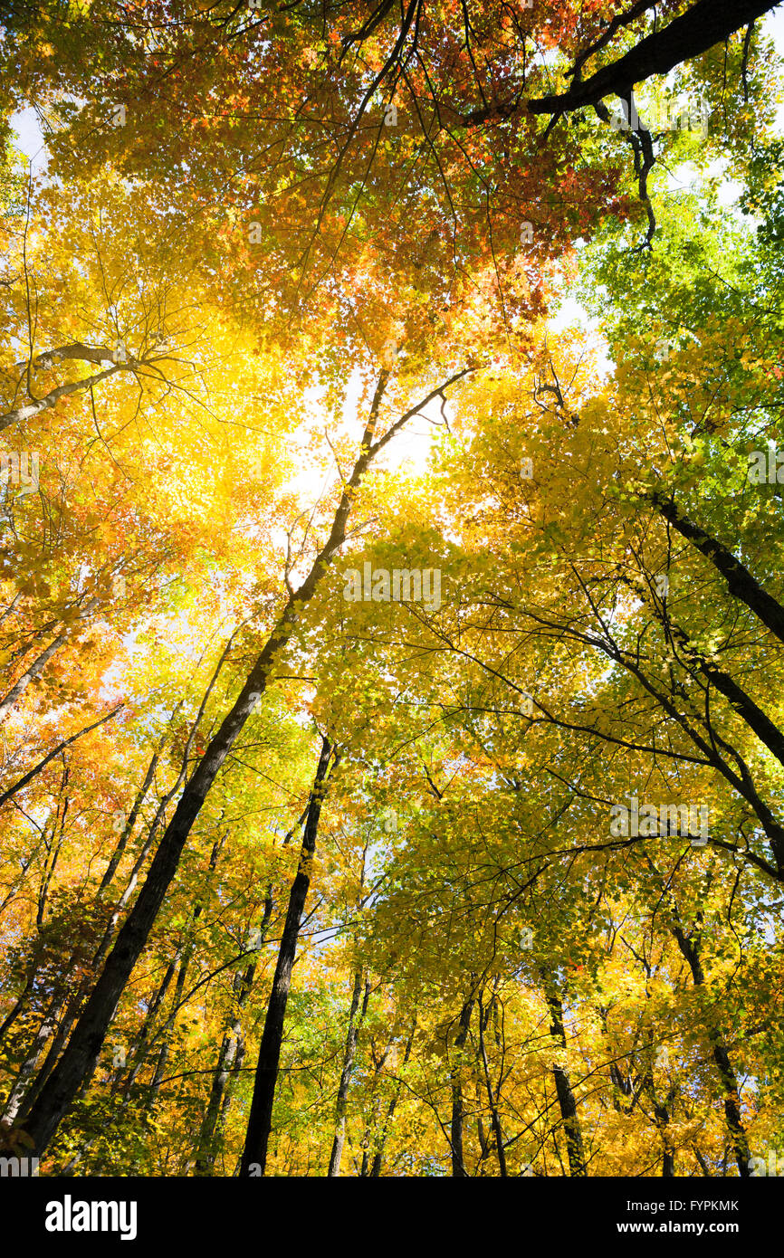 Leuchtenden Farben der herbstlichen Wald Stockfoto Leuchtenden Farben der herbstlichen Wald Stockfoto