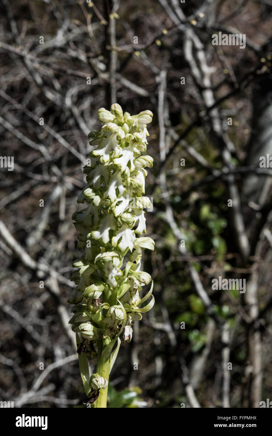 Himantoglossum Robertianum var. Album, Giant Orchid auf einem felsigen Straßenrand wachsen, Asturien, Nordspanien. April. Stockfoto