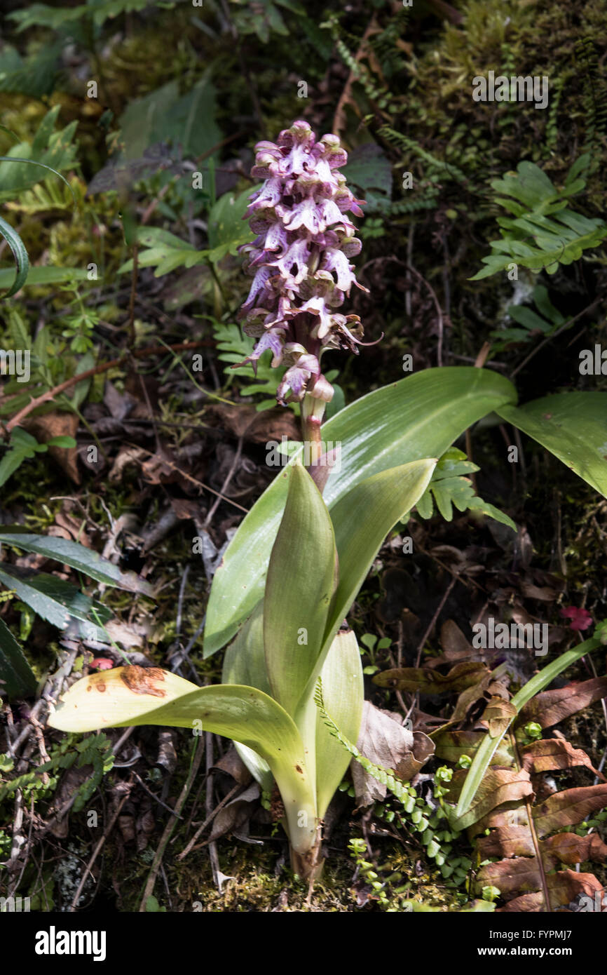 Himantoglossum Robertianum, Giant Orchid auf einem felsigen Straßenrand wachsen, Asturien, Nordspanien. April. Stockfoto