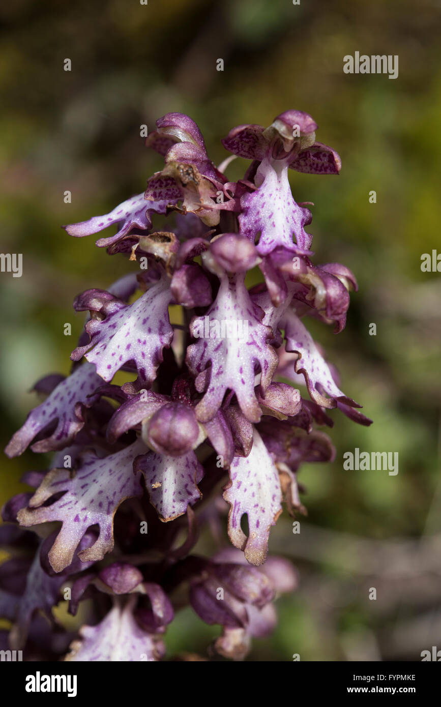 Himantoglossum Robertianum, Giant Orchid auf einem felsigen Straßenrand wachsen, Asturien, Nordspanien. April. Stockfoto