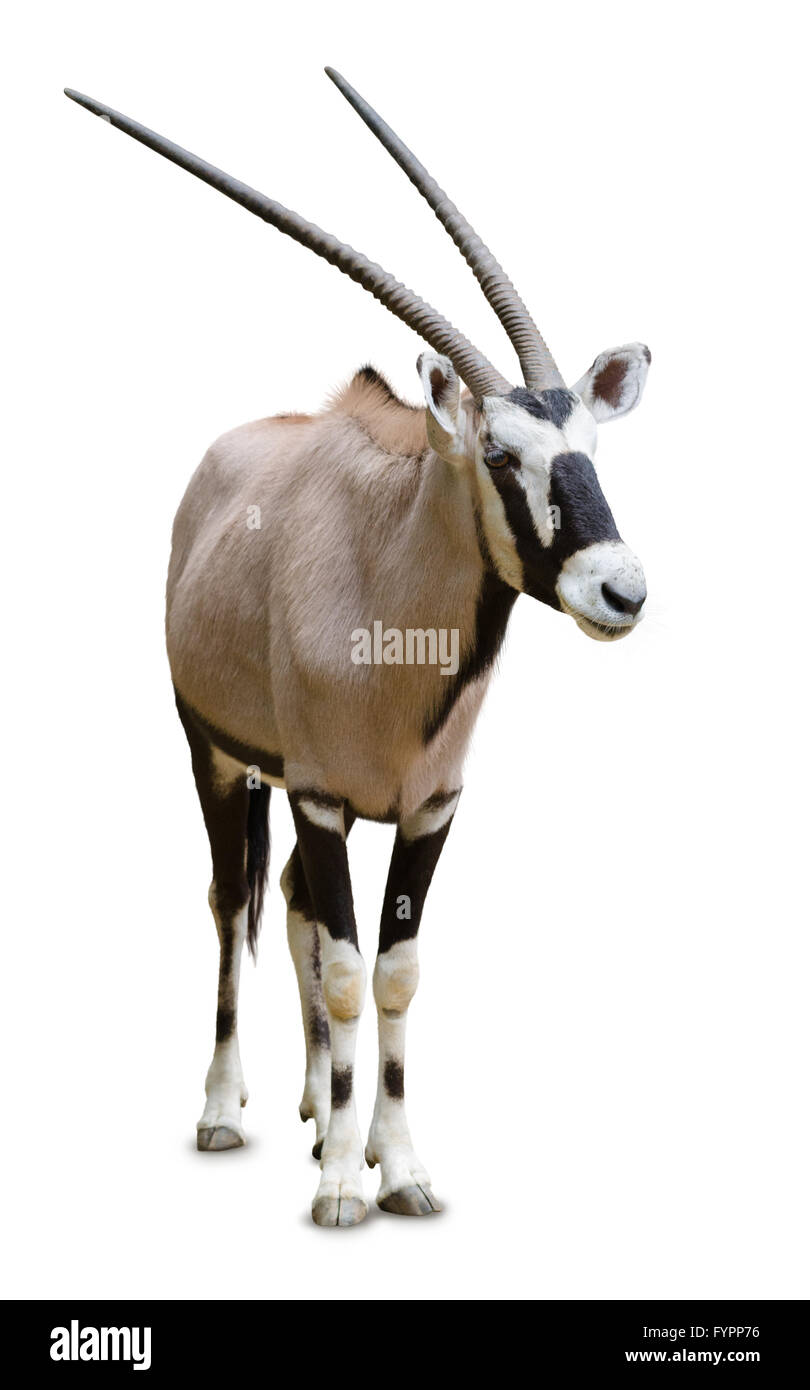 Oryx, isoliert Stockfoto