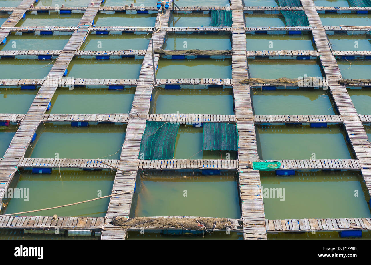 Stege auf Zucht Fischfarm Stockfoto