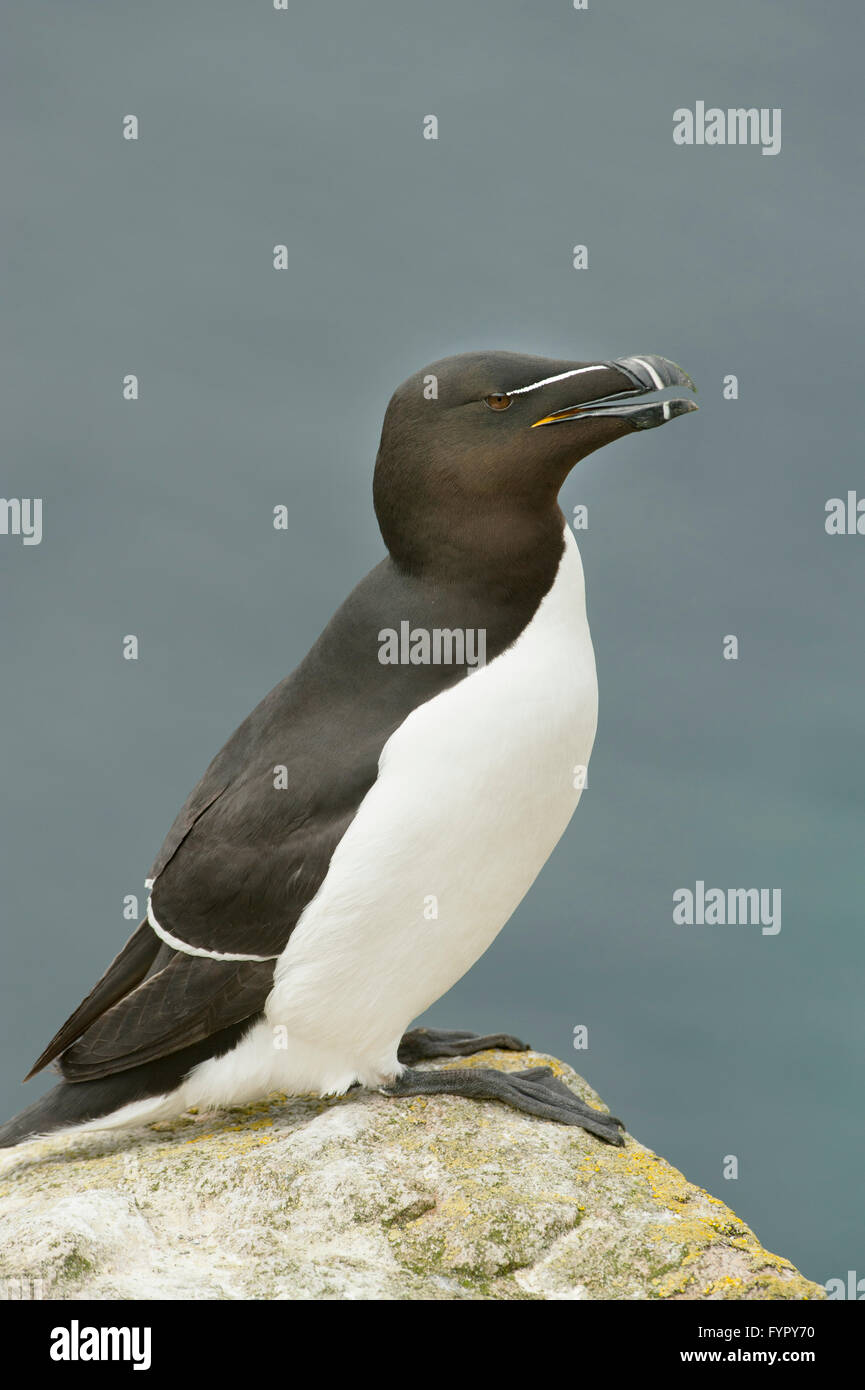 Tordalk (Alca Torda) Saltee Inseln, Irland Stockfoto