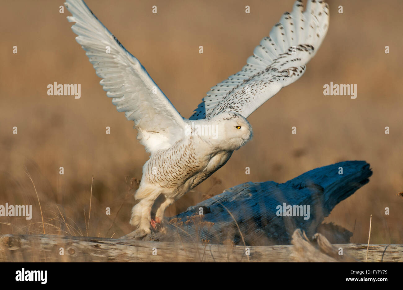 Schnee-Eule (Bubo Scandiacus) Taking Off, Grays Harbor, Washington Januar Stockfoto