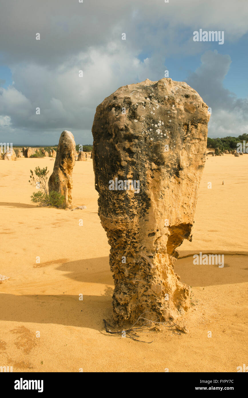 Zinnen, Nambung National Park, Western Australia, Australia Stockfoto