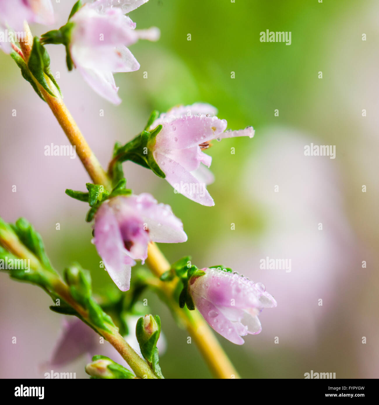 Tautropfen auf den Blüten von heather Stockfoto