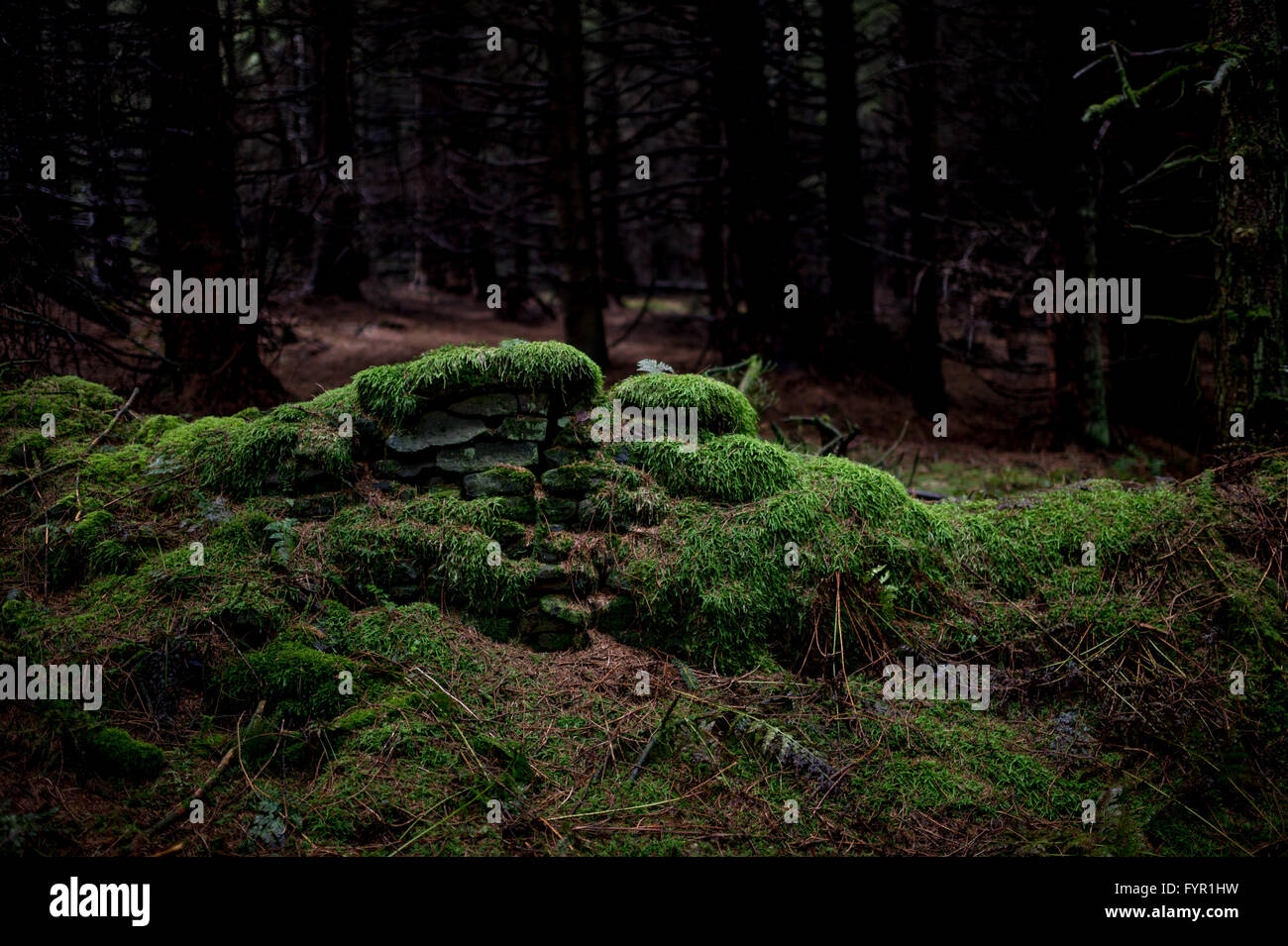 Steinmauer in Moos in einem Wald bedeckt Stockfoto