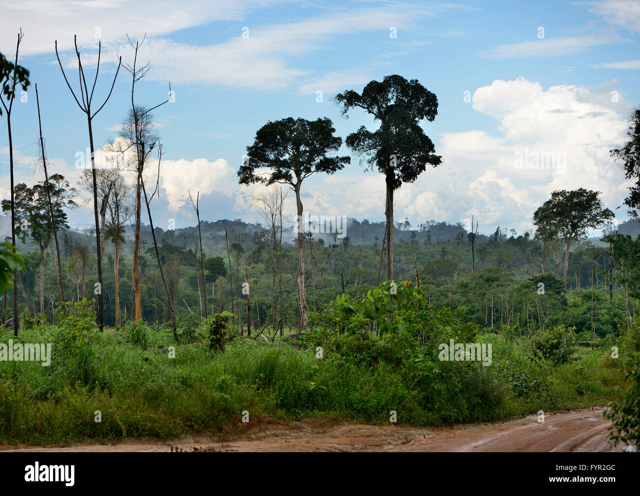 Wenige Monate nach dem Brand löschen und Protokollierung, Amazonas-Regenwald zwischen Itaituba und Trairão, des Amazonasgebietes Regenwald Stockfoto