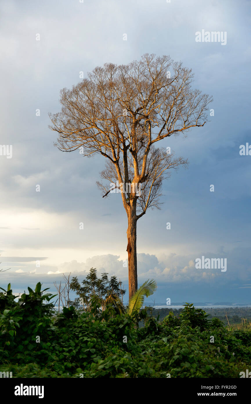 Toter Baum in einem geräumten Gebiet, Amazonas-Regenwald zwischen Itaituba und Trairão, Bundesstaat Pará, Brasilien Stockfoto