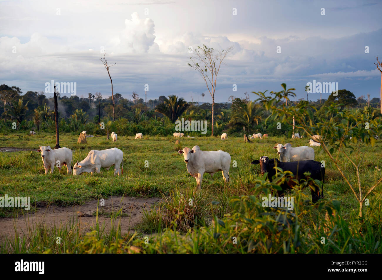 Rinder auf einer Weide in einem geräumten Gebiet, Amazonas-Regenwald zwischen Itaituba und Trairão, Bundesstaat Pará, Brasilien Stockfoto