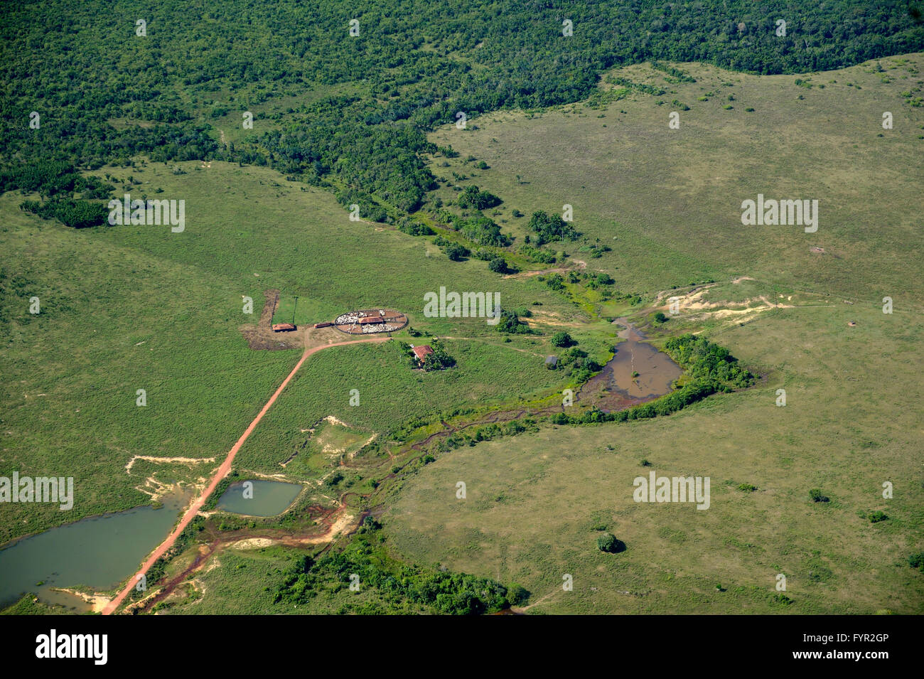 Luftaufnahme, groß angelegte clearing für Weiden, Amazonas-Regenwald, Bezirk Itaituba, Bundesstaat Para, Brasilien Stockfoto