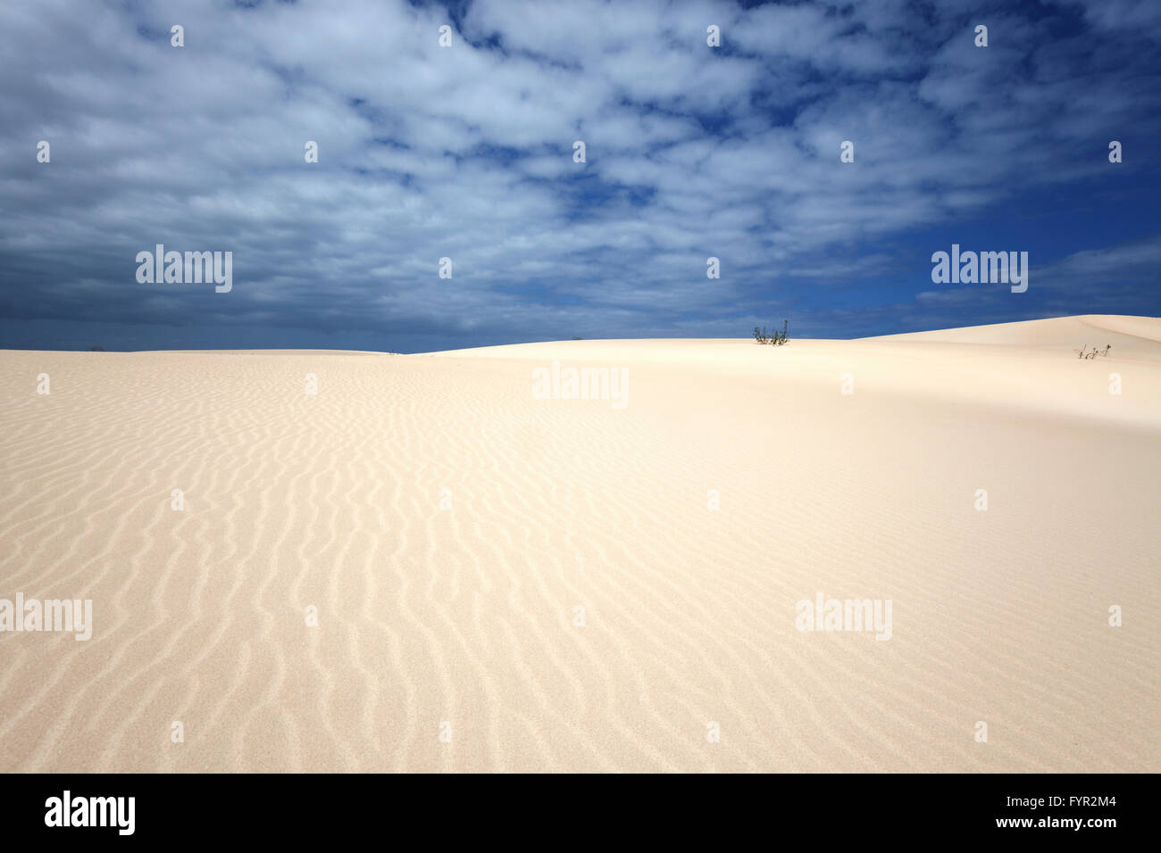 Sanddünen unter blauem Himmel mit Wolken, Wanderdünen von El Jable, Las Dunas de Corralejo, Corralejo Naturpark Stockfoto