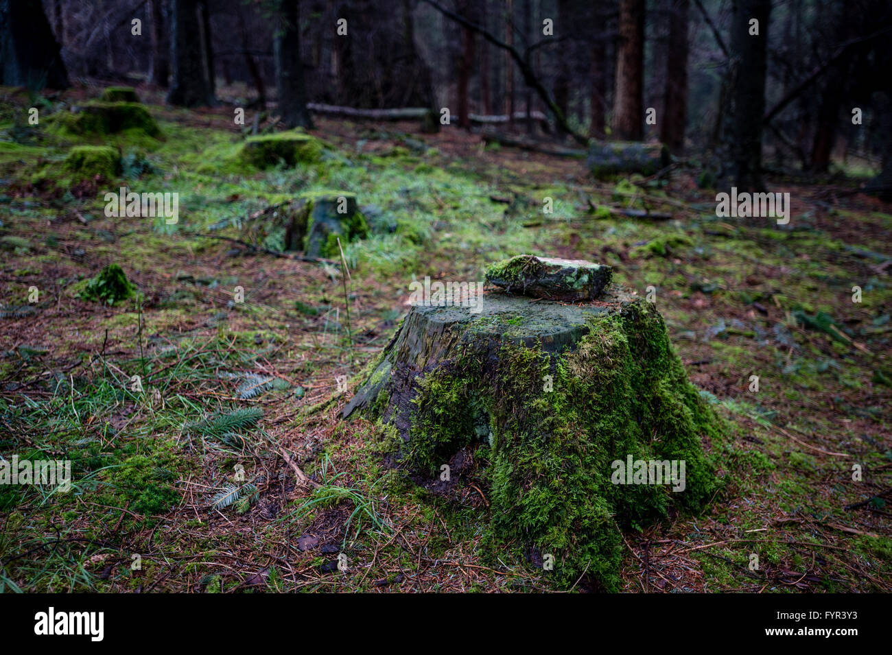 Laubbaum stumpf in Moos bedeckt Stockfoto