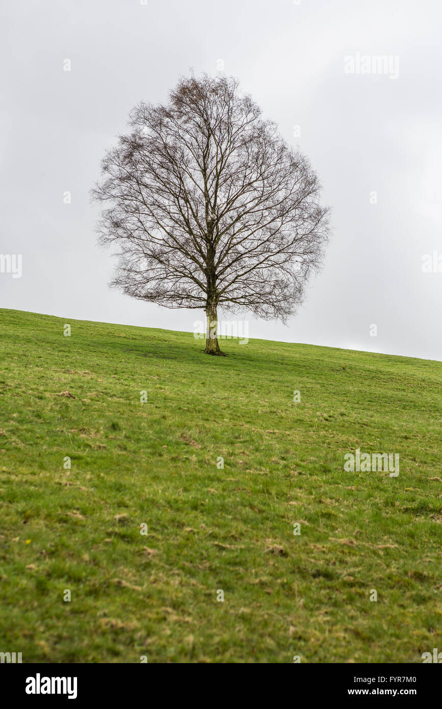 Einzelne Lealfess Baum in einem Feld unter grauen düsteren Himmel. Stockfoto