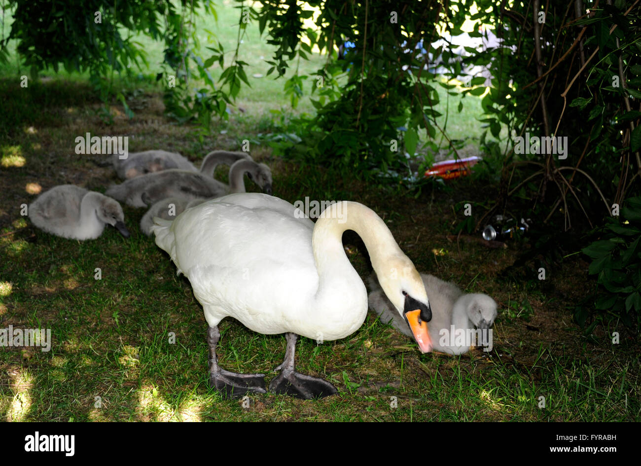 Schwan Familie in St. Stephens Green Park, Dublin, Irland Stockfoto