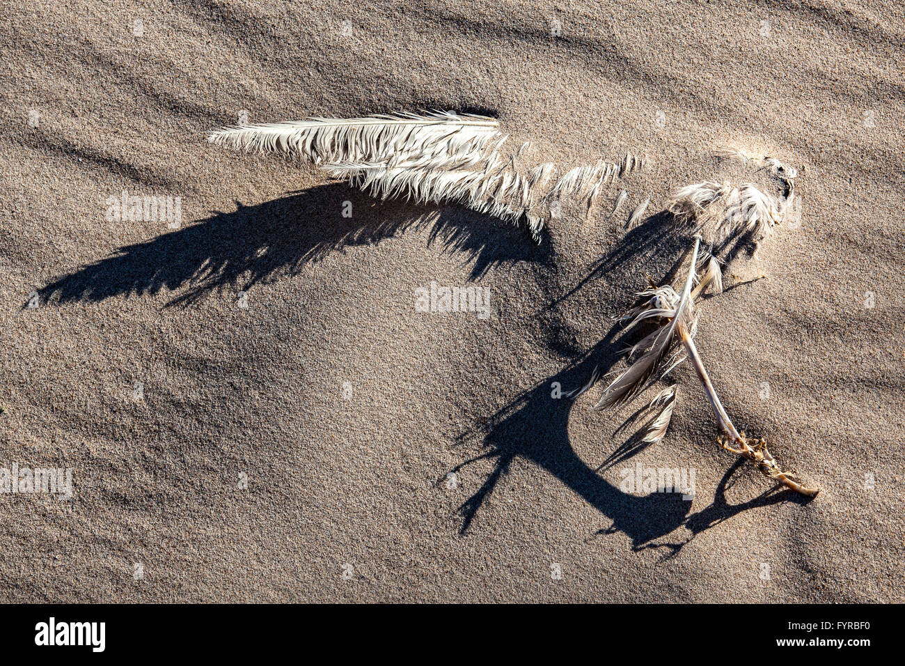 Skelettreste eines Vogels an einem Strand in Lossiemouth Schottland. Stockfoto