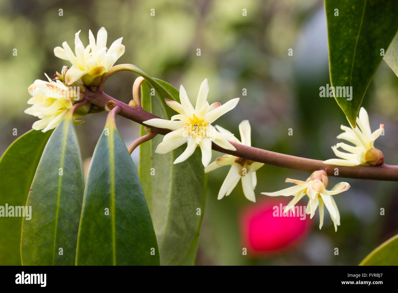 Duftenden Blüten von der immergrünen, Winter zum Frühling Blüte Sternanis relative, Illicium simonsii Stockfoto