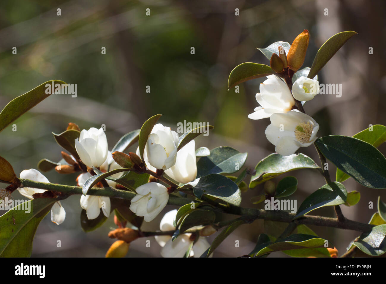 Duftende weiße Blüten von der immergrünen Magnolie Laevifolia (Michelia Yunnanensis) entstehen aus samtig braunen Knospen Stockfoto