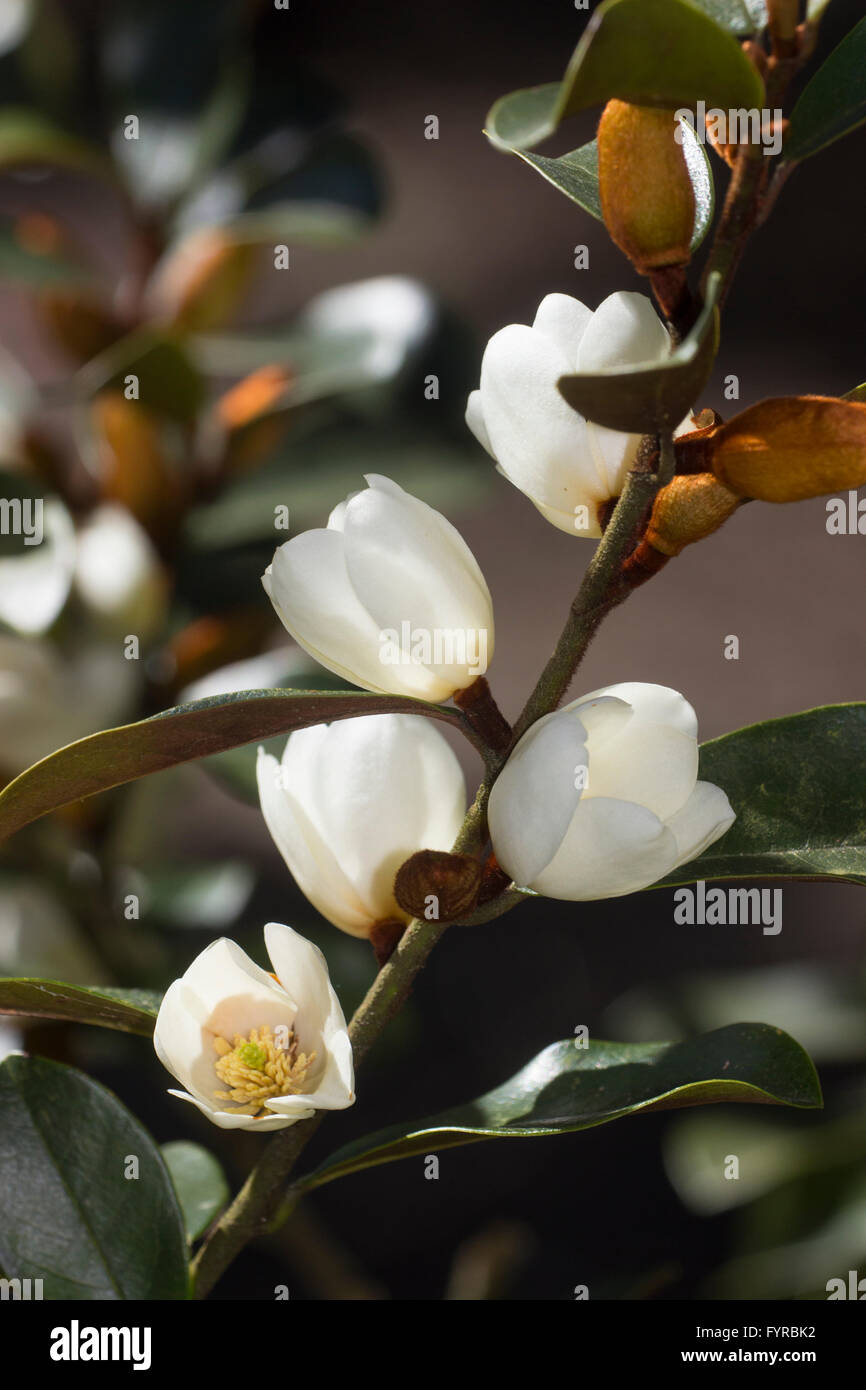 Duftende weiße Blüten von der immergrünen Magnolie Laevifolia (Michelia Yunnanensis) entstehen aus samtig braunen Knospen Stockfoto