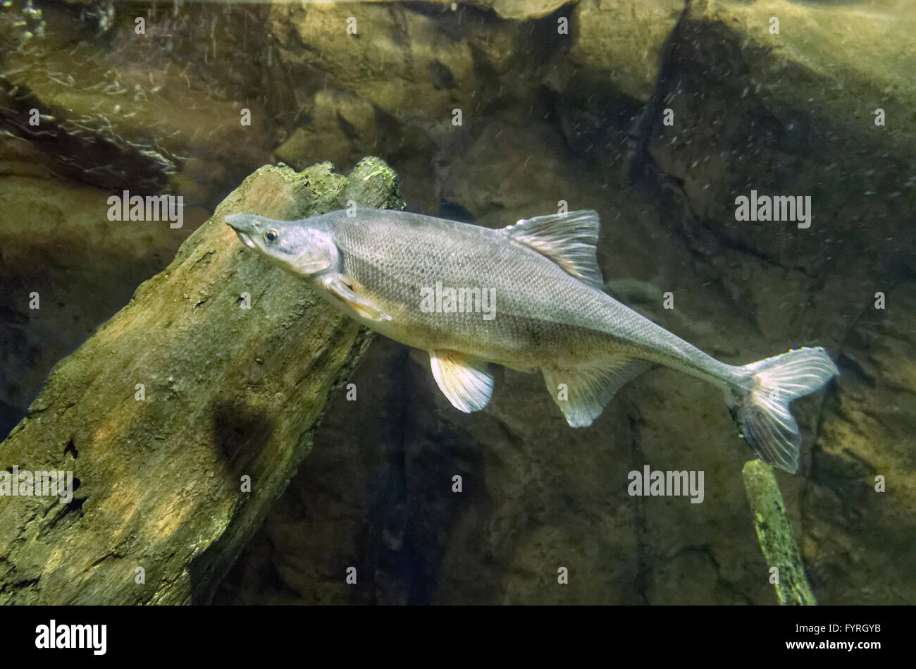 Bonytail Döbel oder Bonytail, Gila Elegans - in den Colorado River im Südwesten der Vereinigten Staaten gefunden. Stockfoto