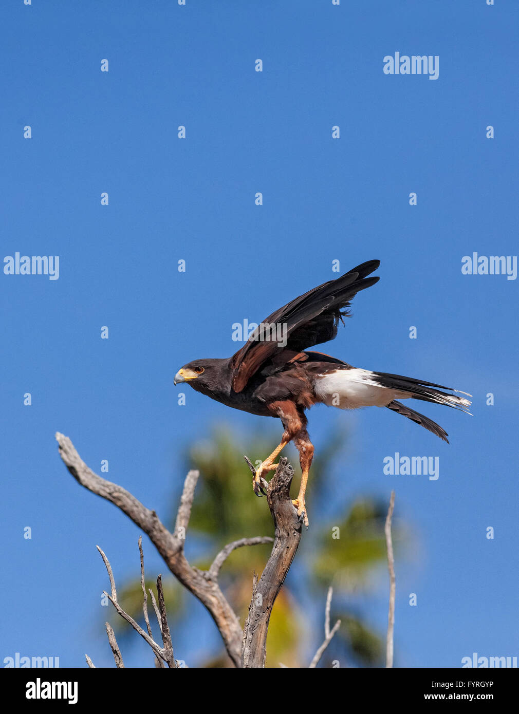 Der Harris Hawk, Parabuteo Unicinctus bekannt früher als Bay-Winged Hawk oder Altrosa Hawk in der Sonora-Wüste gesehen. Stockfoto