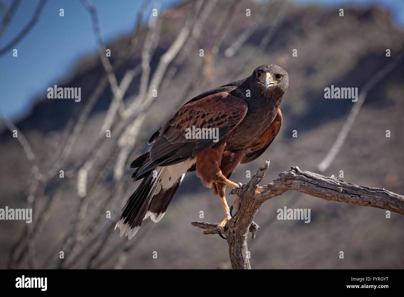 Der Harris Hawk, Parabuteo Unicinctus bekannt früher als Bay-Winged Hawk oder Altrosa Hawk in der Sonora-Wüste gesehen. Stockfoto