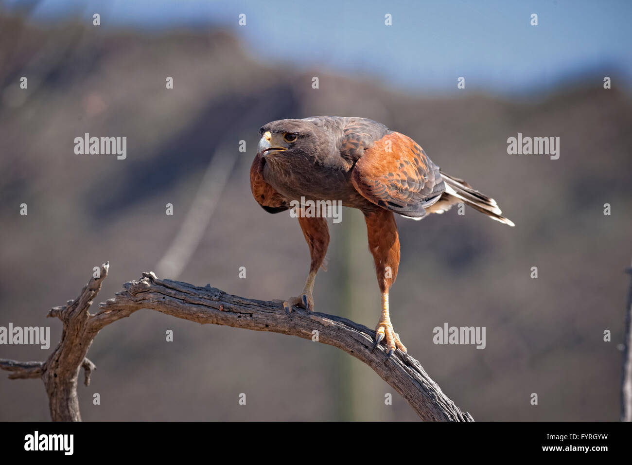 Der Harris Hawk, Parabuteo Unicinctus bekannt früher als Bay-Winged Hawk oder Altrosa Hawk in der Sonora-Wüste gesehen. Stockfoto