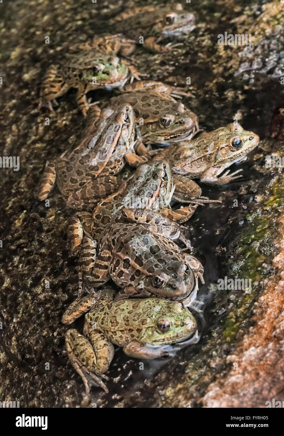 Tiefland Leopard Frog sammeln (Rana Yavapaiensis) Rüden in der Zucht Becken an warmen sonnigen Tagen Stockfoto