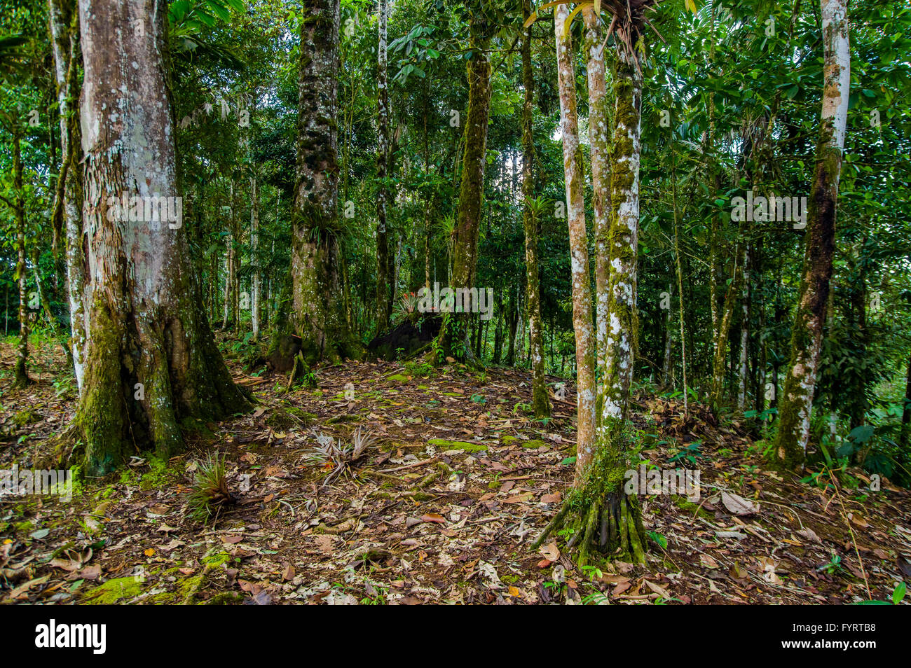 Tolles Foto von typischen Amazonas Dschungel Waldvegetation, große grüne Details und Kontraste Stockfoto