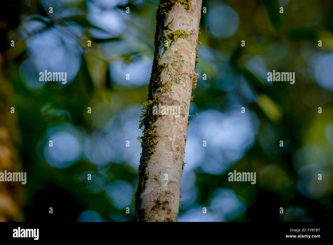 Nahaufnahme von Braun farbige skinny Baum, Sangres de Drago, Heilpflanze Zweig mit verschwommen grün Hintergrund Stockfoto